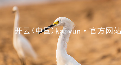 开云(中国)kaiyun·官方网站kaiyun官方网站哪个好